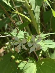 Ripariosida hermaphrodita