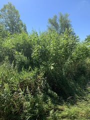 Ripariosida hermaphrodita