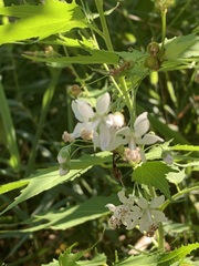 Ripariosida hermaphrodita