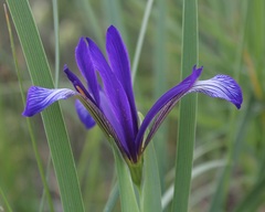 Iris sintenisii sintenisii