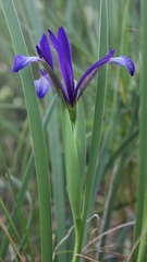 Iris sintenisii sintenisii