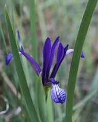 Iris sintenisii sintenisii