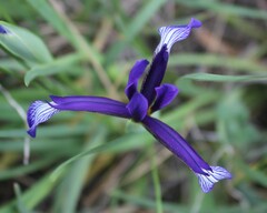 Iris sintenisii sintenisii