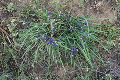 Iris sintenisii sintenisii