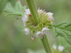 Lycopus europaeus