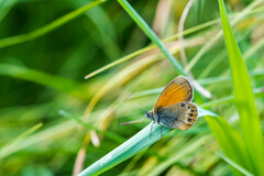 Coenonympha gardetta darwiniana