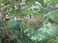 Mallotus mollissimus