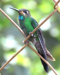 Heliodoxa leadbeateri