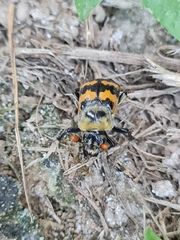 Nicrophorus vestigator