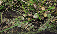 Epilobium nerteroides