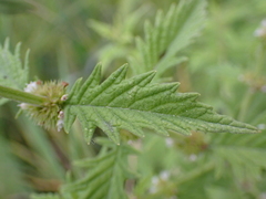 Lycopus europaeus
