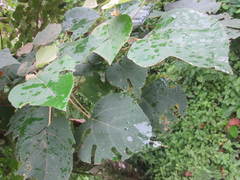 Mallotus mollissimus