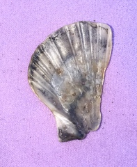 Flexopecten glaber