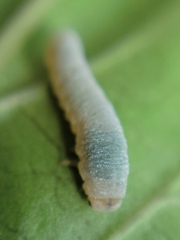 Monostegia