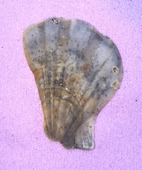 Flexopecten glaber