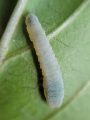 Monostegia