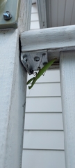 Mantodea