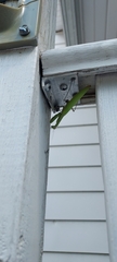 Mantodea