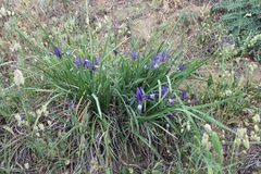 Iris sintenisii sintenisii