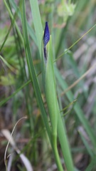 Iris sintenisii sintenisii