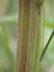 Lycopus europaeus