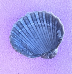 Acanthocardia paucicostata