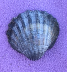 Acanthocardia paucicostata