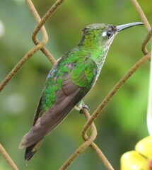 Heliodoxa leadbeateri