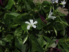 Oxalis triangularis triangularis