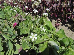 Oxalis triangularis triangularis