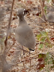 Rhinoptilus chalcopterus
