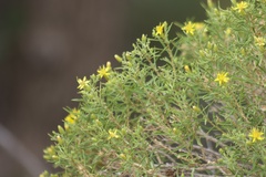Ericameria arizonica