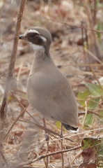 Rhinoptilus chalcopterus
