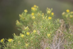 Ericameria arizonica