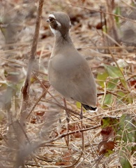 Rhinoptilus chalcopterus
