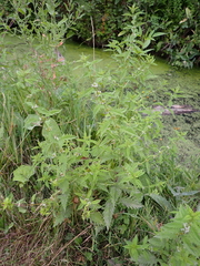 Lycopus europaeus