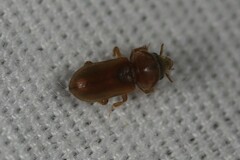 Tropicus pusillus