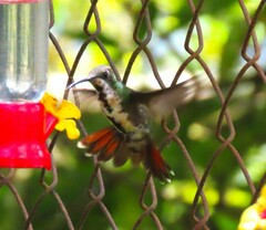 Anthracothorax prevostii