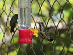 Anthracothorax prevostii