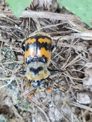Nicrophorus vestigator