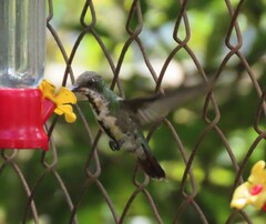 Anthracothorax prevostii