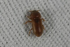 Tropicus pusillus