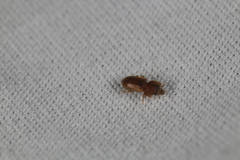 Tropicus pusillus