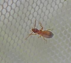 Paradromius linearis