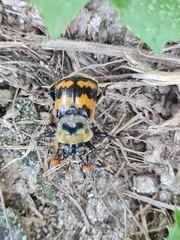 Nicrophorus vestigator