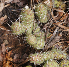 Opuntia × debreczyi