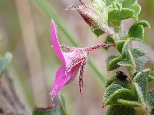 Image of Indigofera candolleana by (c) Ren Hoekstra, some rights reserved (CC BY)