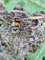 Nicrophorus vestigator