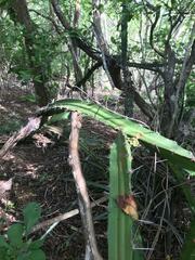 Acanthocereus tetragonus