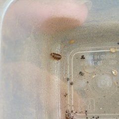 Compsodes cucullatus